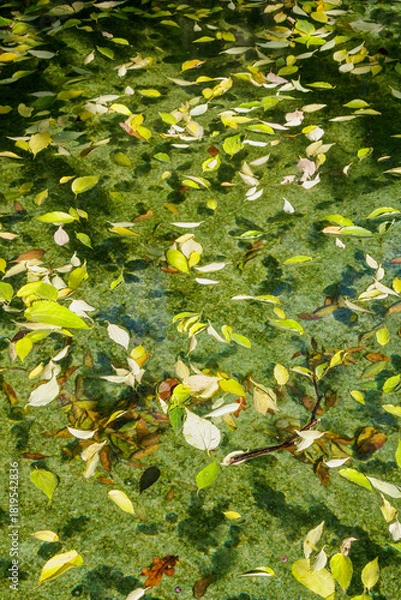 Fototapeta Colorful leaves floating on clear water create a serene and natural scene in a tranquil pond during autumn