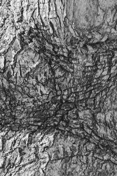Fototapeta Unique black and white texture of tree bark showcasing detailed patterns and natural lines captured outdoors in a tranquil forest setting during daytime