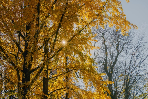 Fototapeta Bright golden leaves catch sunlight in a serene autumn scene enhancing the beauty of trees in a vibrant forest setting