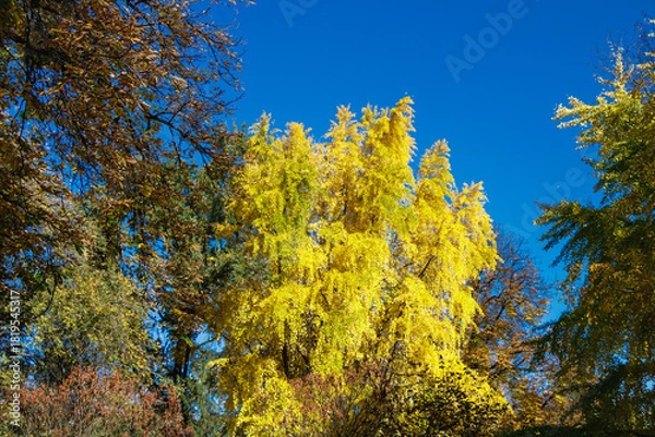 Fototapeta Golden ginkgo tree with bright yellow autumn leaves under a clear blue sky in a park