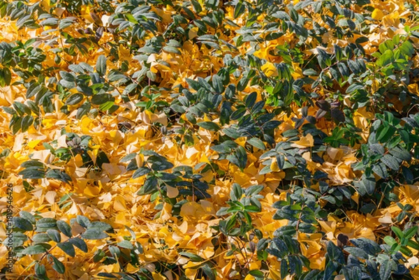 Fototapeta Colorful autumn foliage covers the ground in a serene garden, showcasing vibrant yellow and green leaves during a bright sunny day