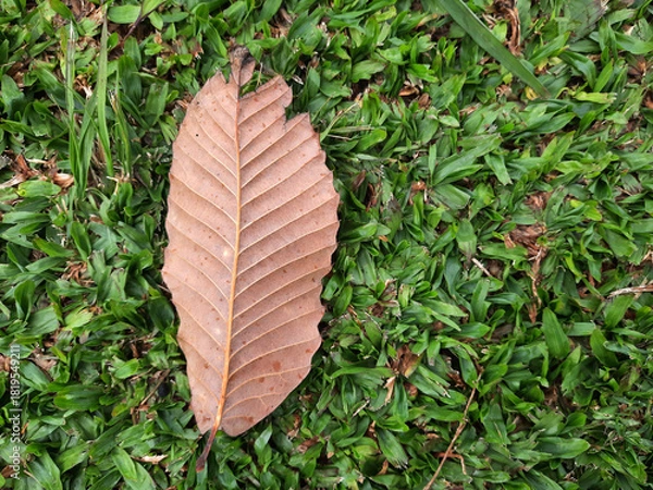 Obraz Dry leaf on green grass background, top view, copy space