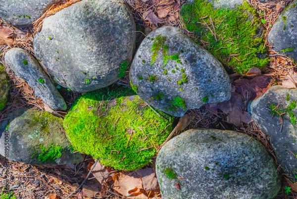 Fototapeta Moss-covered stones on forest floor create a vibrant green and gray landscape during a sunny afternoon in early spring