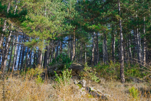 Fototapeta Lush green forest scene with tall trees and rocky terrain under a clear blue sky during daylight hours