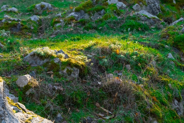 Fototapeta Sunlit grassy mound with moss-covered rocks and wild vegetation in a quiet natural setting