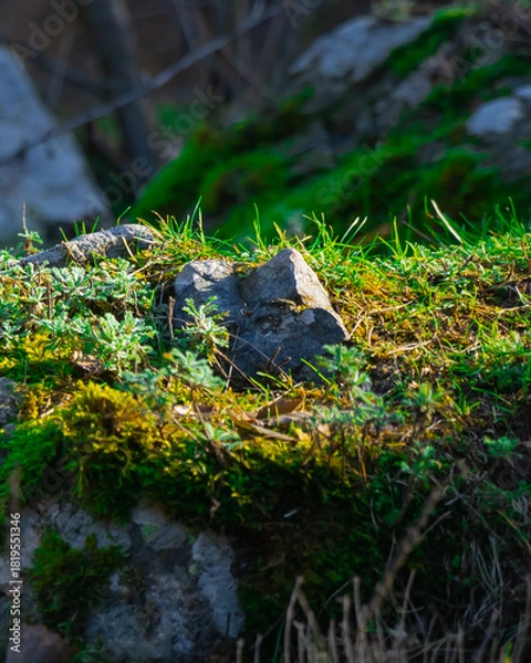Fototapeta Moss-covered rocks and green grass thriving in sunlight on a rocky surface in a serene natural setting during the daytime