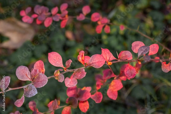 Fototapeta Vibrant autumn leaves showcase shades of red and pink along a slender branch in a serene garden setting during the fall season