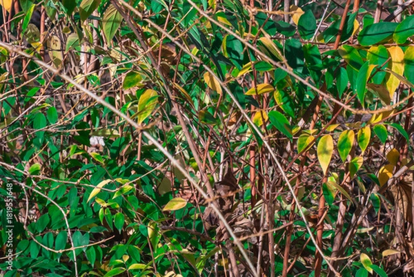 Fototapeta Dense thicket of green and yellow leaves with sunlight filtering through autumn branches