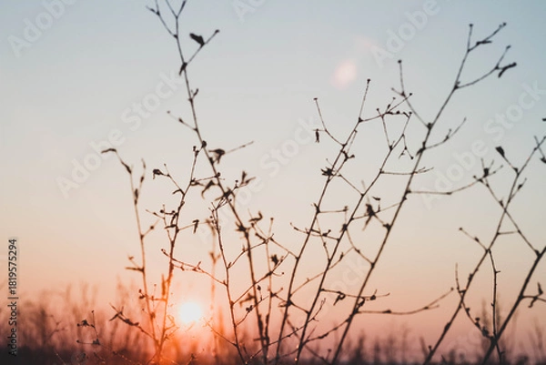 Fototapeta Frosty winter sunset in the field. Beautiful sunset in the snowy desert. Ice and sun..