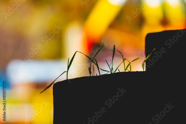 Fototapeta Yellow autumn leaves on tree glow brightly in sun's rays..