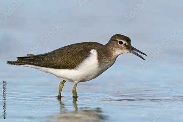 Obraz Common sandpiper (Actitis hypoleucos)