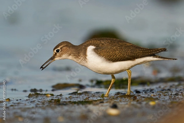Obraz Common sandpiper (Actitis hypoleucos)