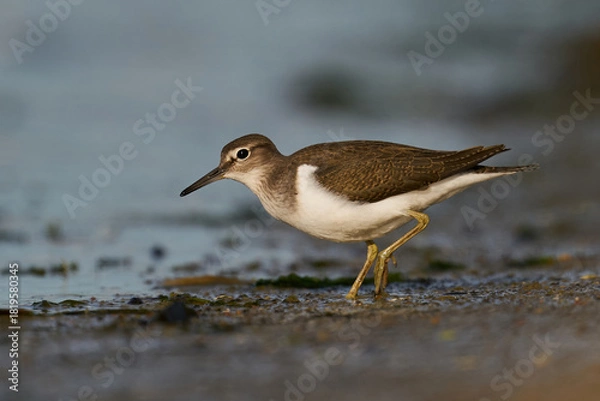 Obraz Common sandpiper (Actitis hypoleucos)