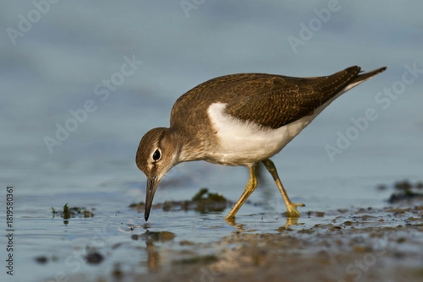 Obraz Common sandpiper (Actitis hypoleucos)