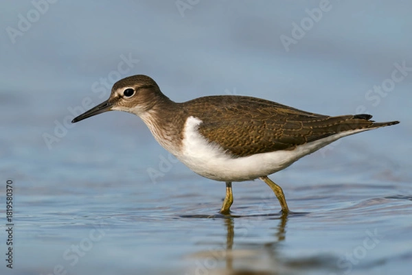 Obraz Common sandpiper (Actitis hypoleucos)