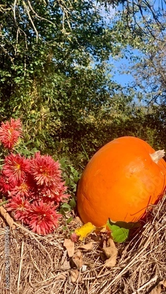 Fototapeta Bright orange pumpkin near red flowers in a sunny garden during autumn with green trees in the background