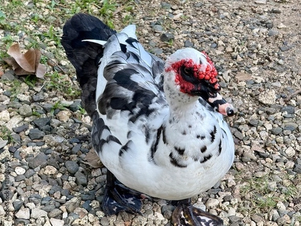 Obraz duck in the snow