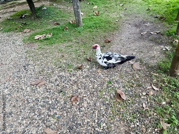 Obraz free range chicken