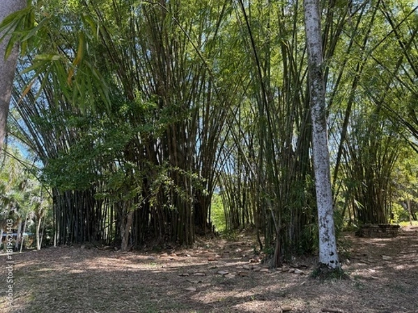 Obraz trees in the park