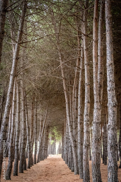 Obraz Pine trees lining long path through forest, creating natural tunnel and leading perspective. In Pineto, Abruzzo, Italy