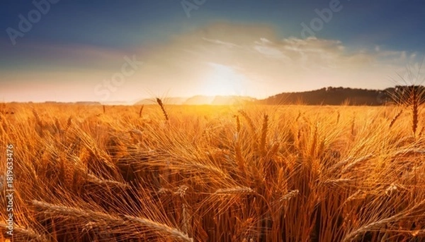 Obraz a stunningly beautiful golden wheat field bathed in the radiant light of the sunrise