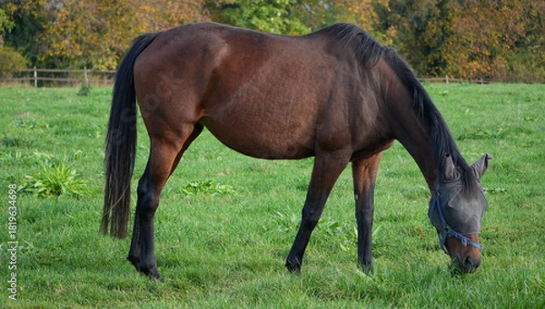 Fototapeta a dark brown horse wearing a fly mask is grazing on a green meadow in a natural side view
