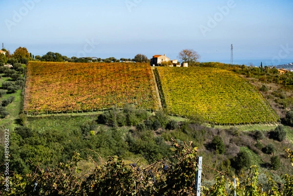 Fototapeta Abruzzo vineyard displaying autumn colors with a farmhouse on a hill, creating a seasonal landscape in rural Italy
