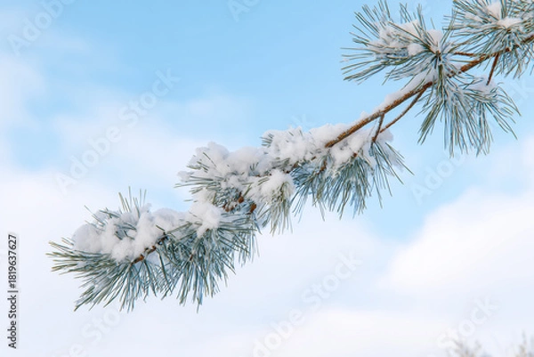 Fototapeta Snow covered pine branch on soft blue sky background showing peaceful winter mood for concept of christmas nature decor seasonal design outdoor calm atmosphere