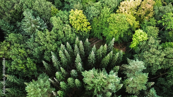 Fototapeta Aerial view of a dense mixed forest with a variety of tree species in different shades of green. The image shows the rich biodiversity of the forest canopy from above, captured in late summer or early