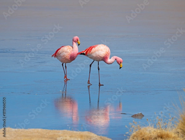 Fototapeta Pair of James' Flamingos Walking on a Frozen Lake