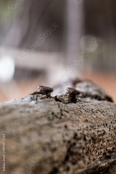 Fototapeta Rusty nails piercing weathered wood, focusing on decay, aging, and the passage of time outdoors in Abruzzo, Italy