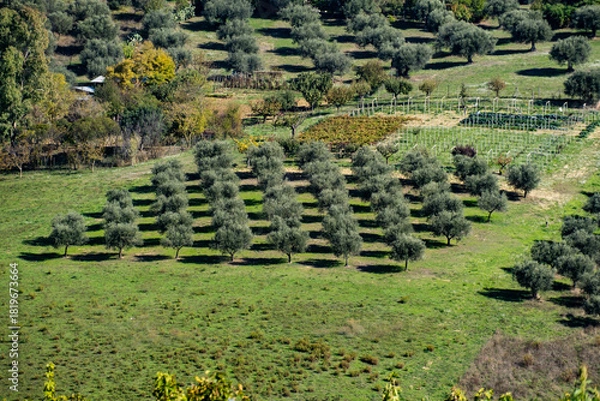 Fototapeta Olive grove plantation on green hillside, trees creating beautiful rows with long shadows, farming landscape