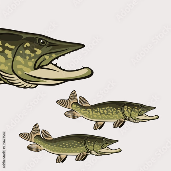 Obraz The figure shows a pike fish