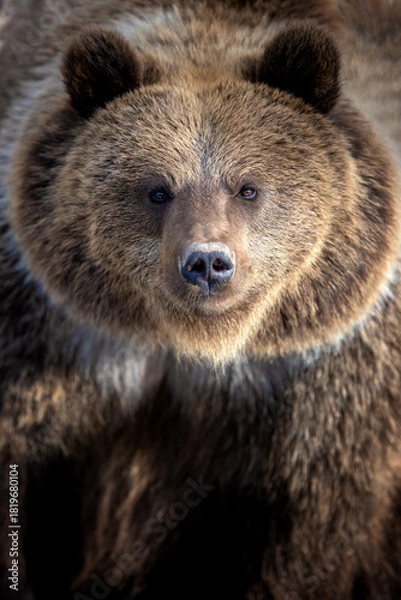 Obraz Close-up view of a grizzly bear showcasing its distinct features in a natural environment