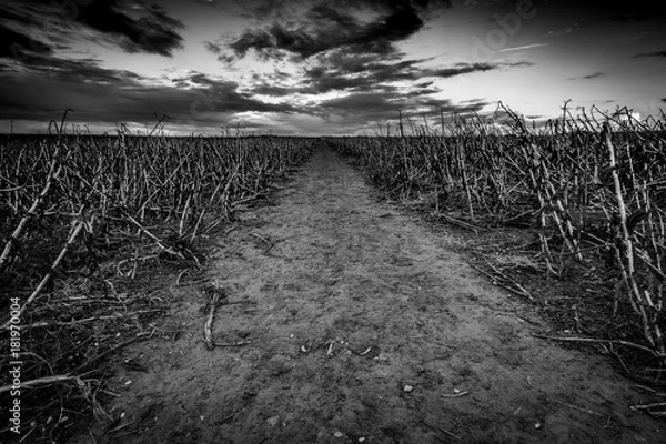 Obraz The dead field