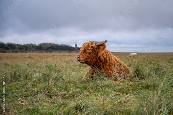 Obraz A Highland cow with shaggy fur sits in a grassy field under a cloudy sky, with a distant sheep grazing in the background, St Peter Ording, North sea, Germany
