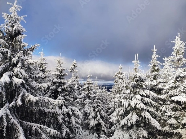 Fototapeta snow covered trees
