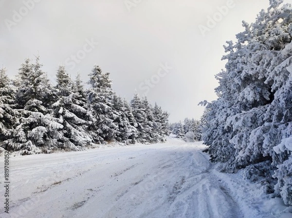 Fototapeta snow covered trees