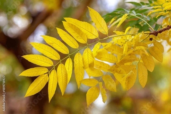Fototapeta Autumn leaves of vibrant yellow delicately hang from the branches in a serene and natural outdoor setting