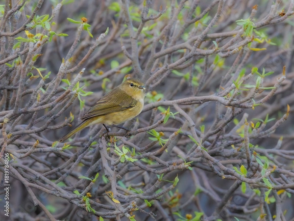 Fototapeta Canary Islands chiffchaff perched in native vegetation