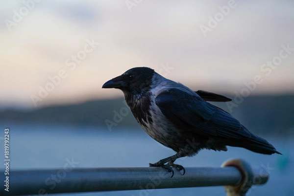 Obraz A hooded crow on a railing