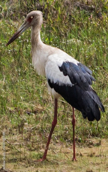Obraz Image of a stork on the grass in Brazil.
