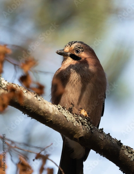 Fototapeta Eurasian jay (Garrulus glandarius) perched on a branch in a swedish forest