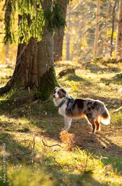 Fototapeta Australian shepherd wearing a harness while hiking through a golden forest in Sweden