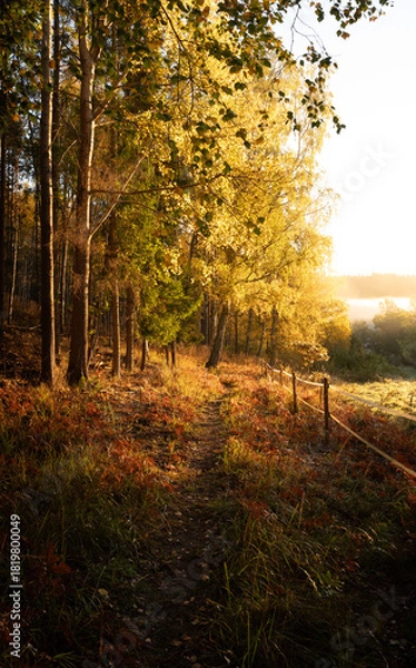 Fototapeta Beautiful golden morning scene with a hiking trail, fence, and light shining through a Swedish forest