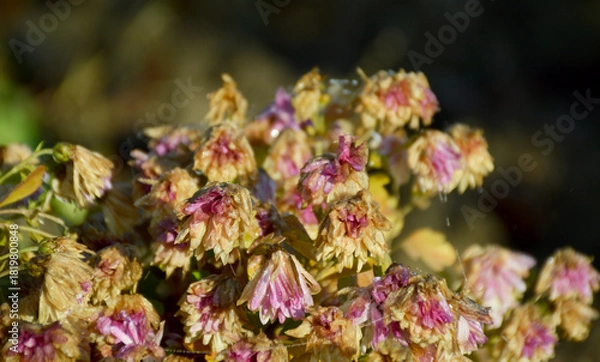 Obraz Autumn flowers wilt from the first frost. petals wilt from cold weather and rain. water drops drip off the petals