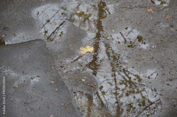 Obraz autumn fallen yellow leaves lie in the water, a puddle during the rain on the asphalt. drops of water fall into a puddle and form bubbles. beauty in nature. autumn mood