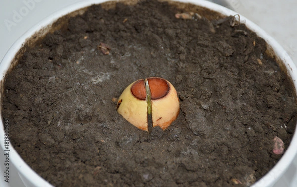 Obraz Sprouted avocado pit. Growing avocados in a pot. A young fresh avocado sprout with leaves grows from a seed in a pot. Sprout an avocado seed
