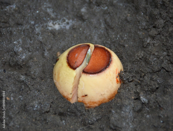 Obraz The sprouted avocado seed is planted in the ground. The seed lies in the ground and a sprout of a future tree has emerged from it. caring for the environment. growing exotic trees