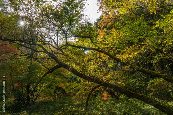 Obraz 日差しを浴びて黄色く色づく木々